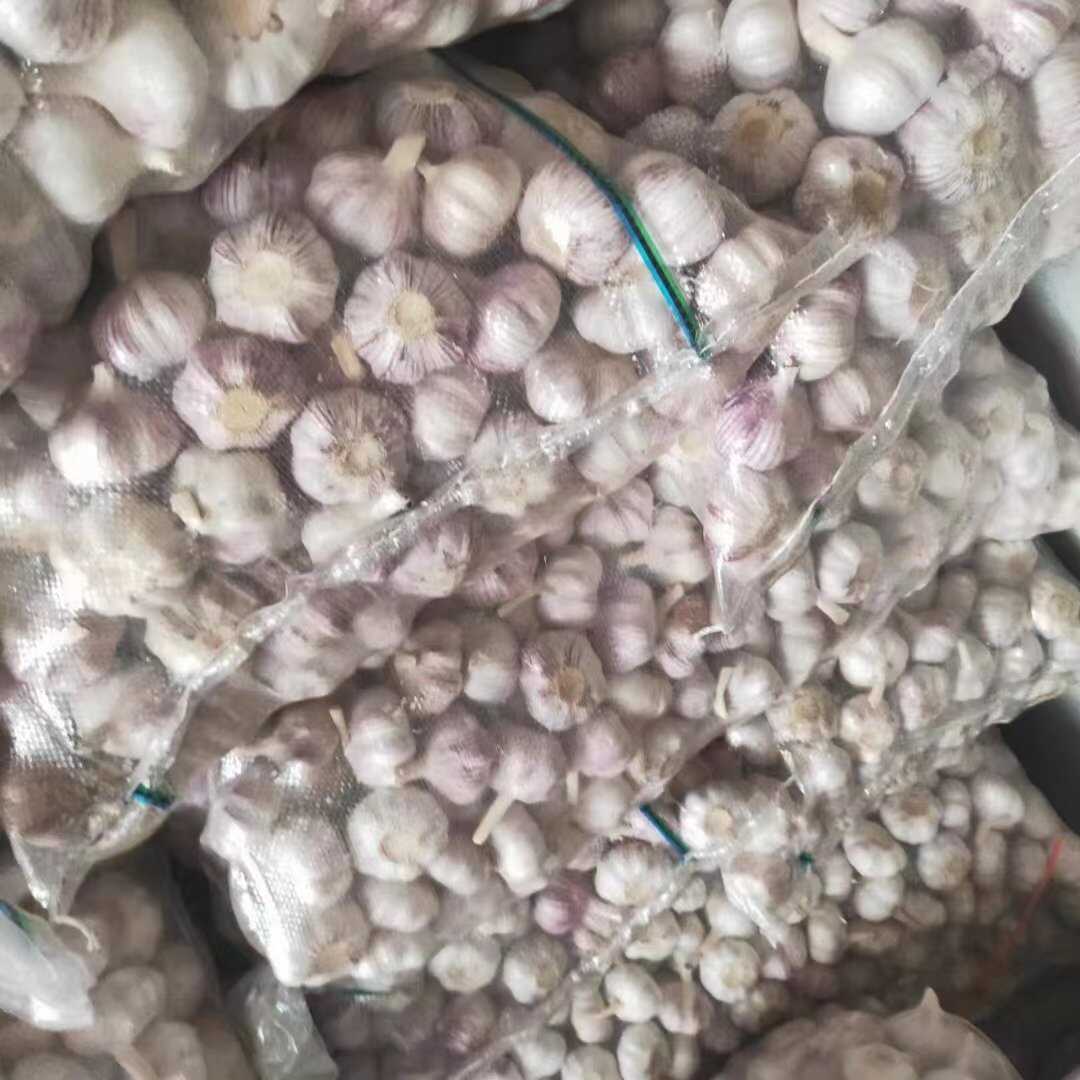 精品大蒜 紫皮大蒜  电商直供  代发全国市场  产地直发
