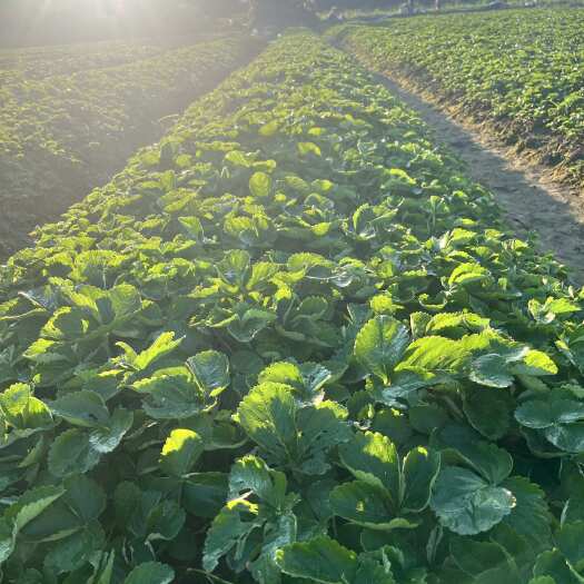 兴安县草莓苗，甜茶理，华南地