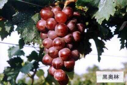 廊坊黑奥林葡萄
