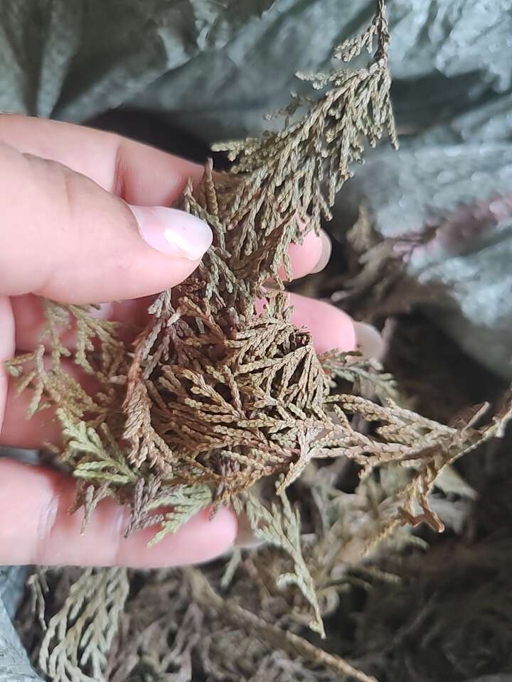 现采新鲜侧柏叶阴干侧柏叶粉洗头乌发养发无枝杆