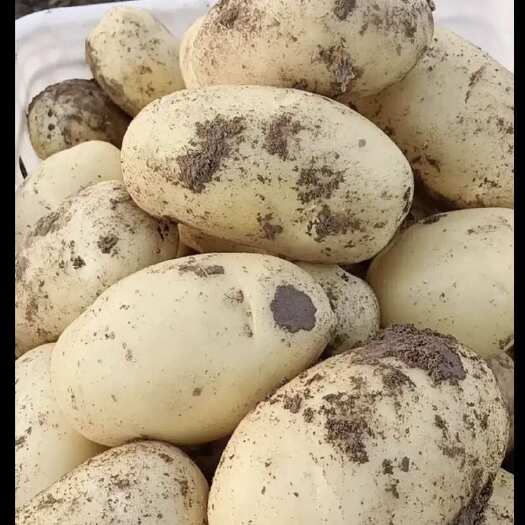 渭源县甘肃定西渭源土豆 新鲜根茎蔬菜 产地直供