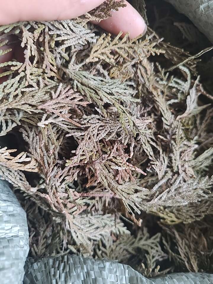 现采新鲜侧柏叶阴干侧柏叶粉洗头乌发养发无枝杆