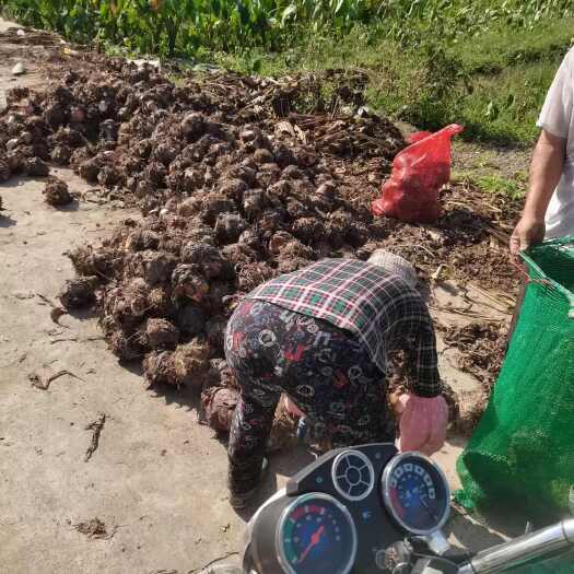 宁波奉化芋头，60亩种植基地，全国发货
