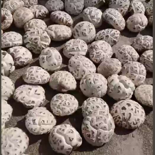 河南卢氏干香菇 农家自然晾晒食用菌干货 优质蔬菜食材批发