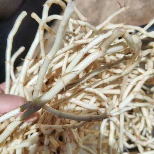 砚山县鱼腥草大量上市