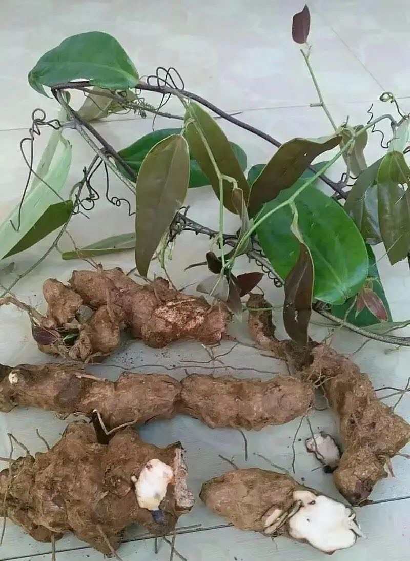 贵州遵义粉质新鲜茯苓可预定加工产地一手拿货价量大从优