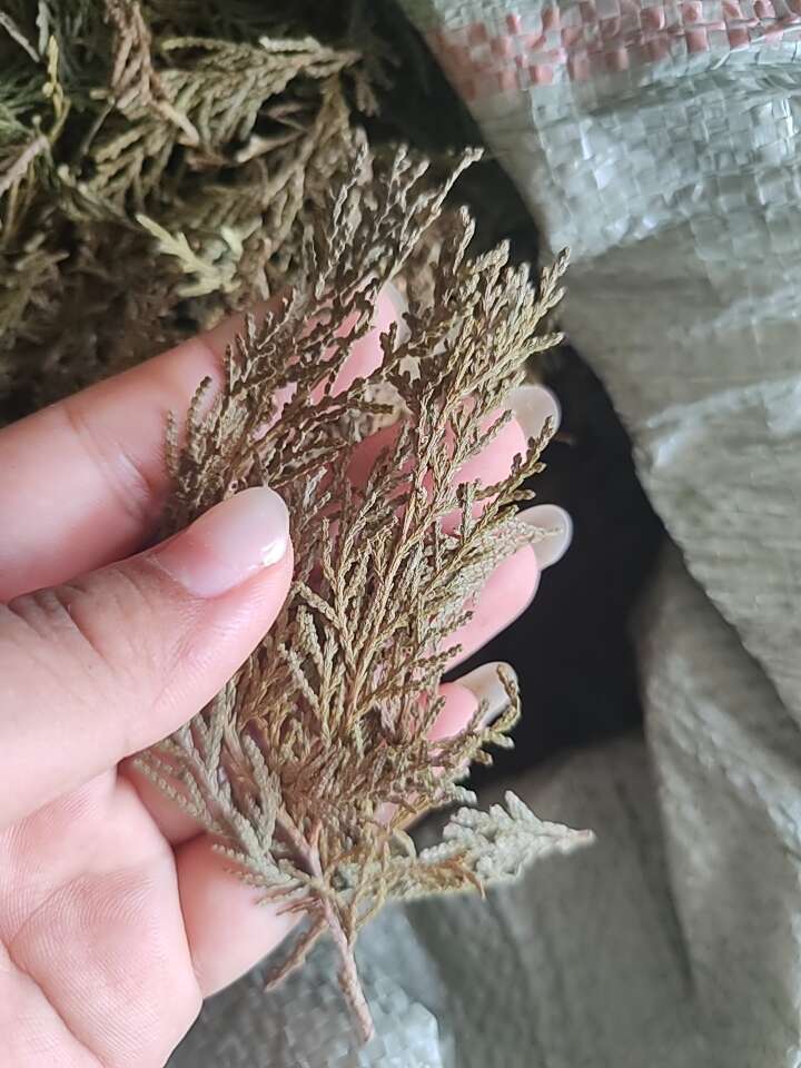 现采新鲜侧柏叶阴干侧柏叶粉洗头乌发养发无枝杆