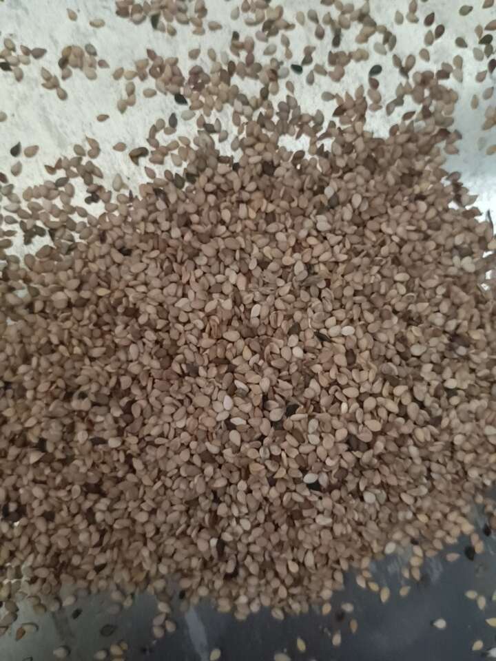 芝麻异色芝麻本地混合芝麻榨油专用款降低成本利器畅销款