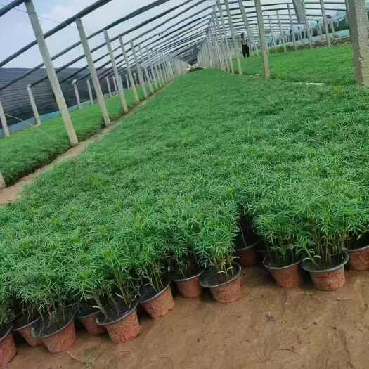 青州市波斯菊，杯苗种植基地，格桑花批发价格，苗圃直发，多色