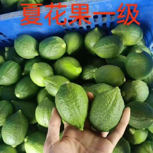 江门广东江门台山香水柠檬