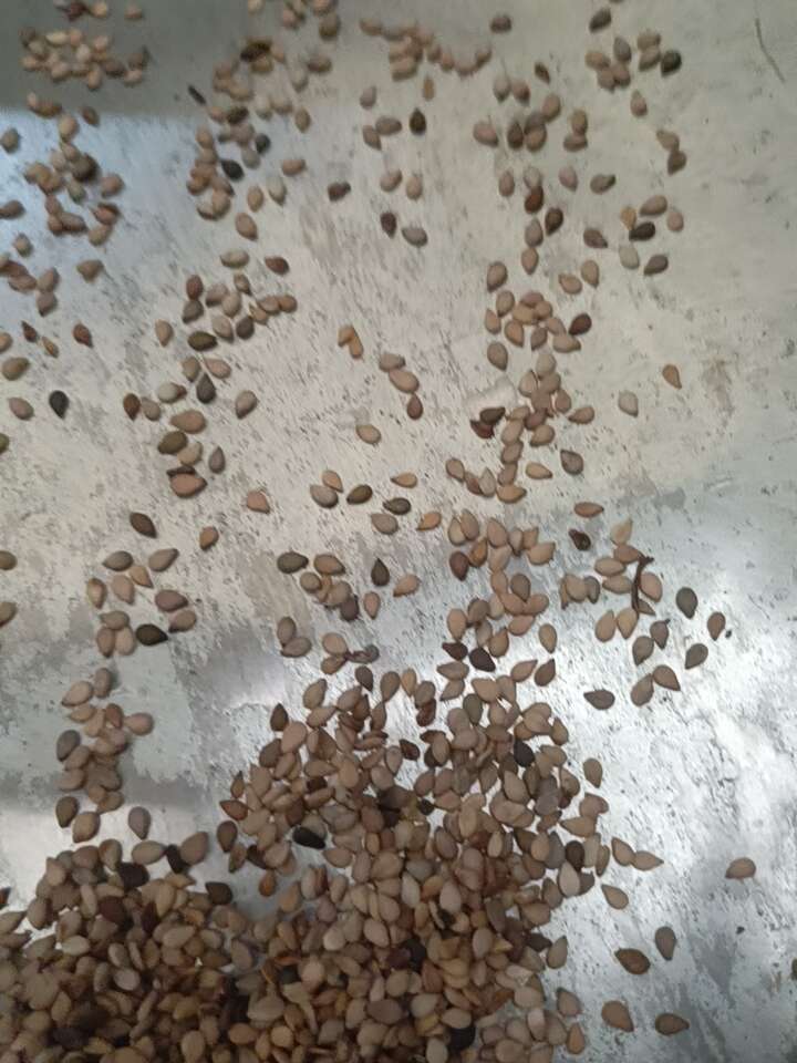 芝麻异色芝麻本地混合芝麻榨油专用款降低成本利器畅销款