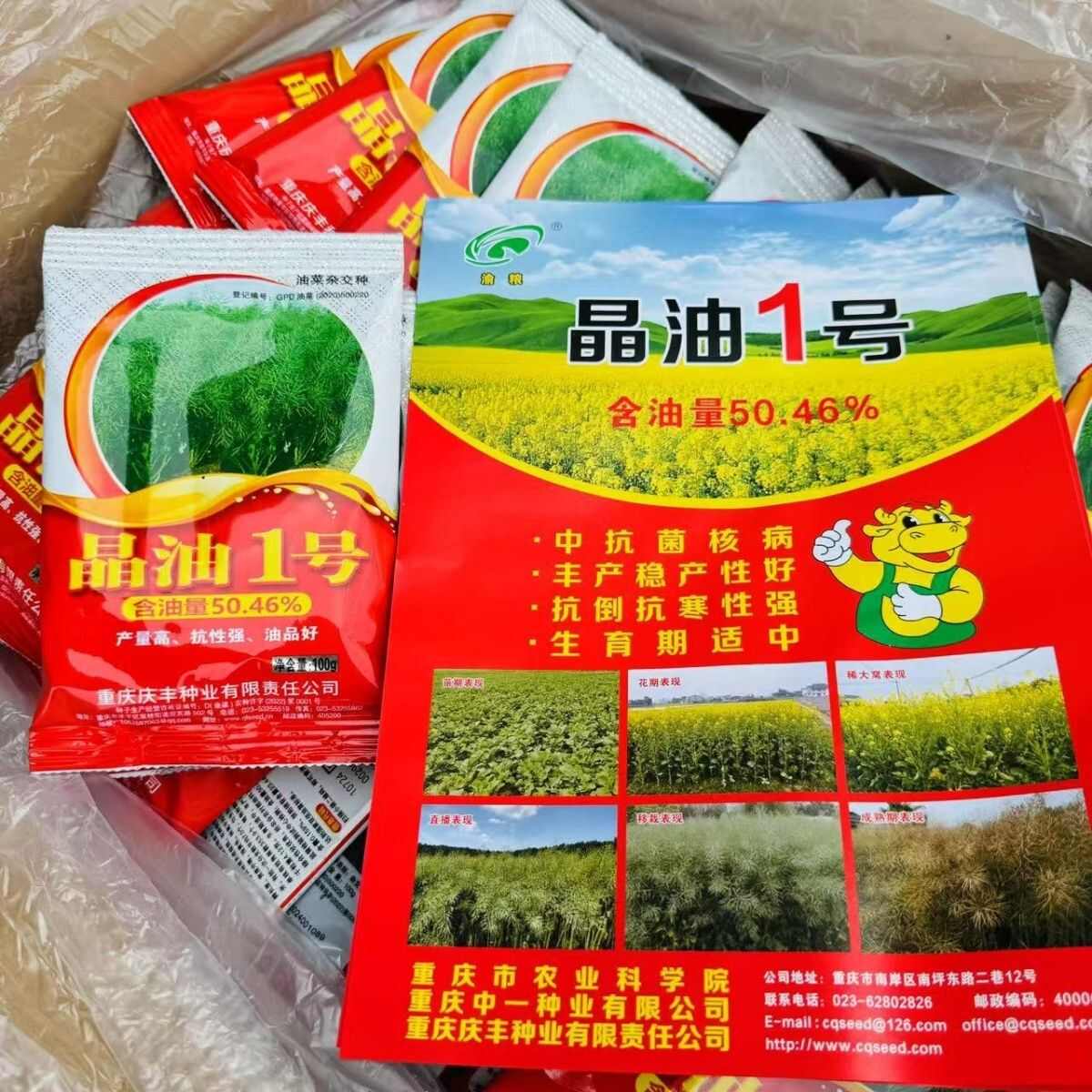 晶油1号油菜种子 半冬性两系杂交油菜籽种子 全生育期221天