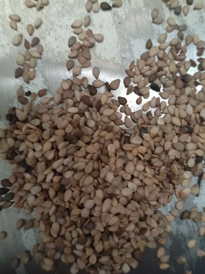 芝麻异色芝麻本地混合芝麻榨油专用款降低成本利器畅销款