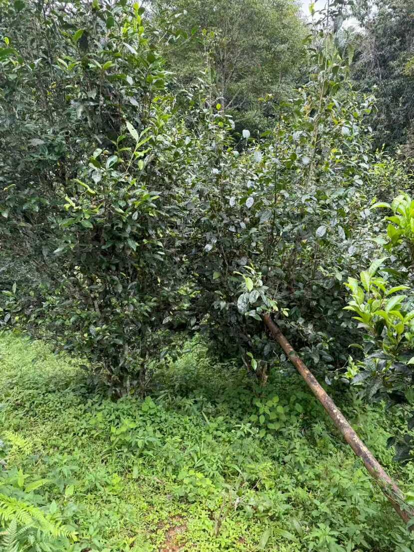 普洱茶（源头料、25春，）