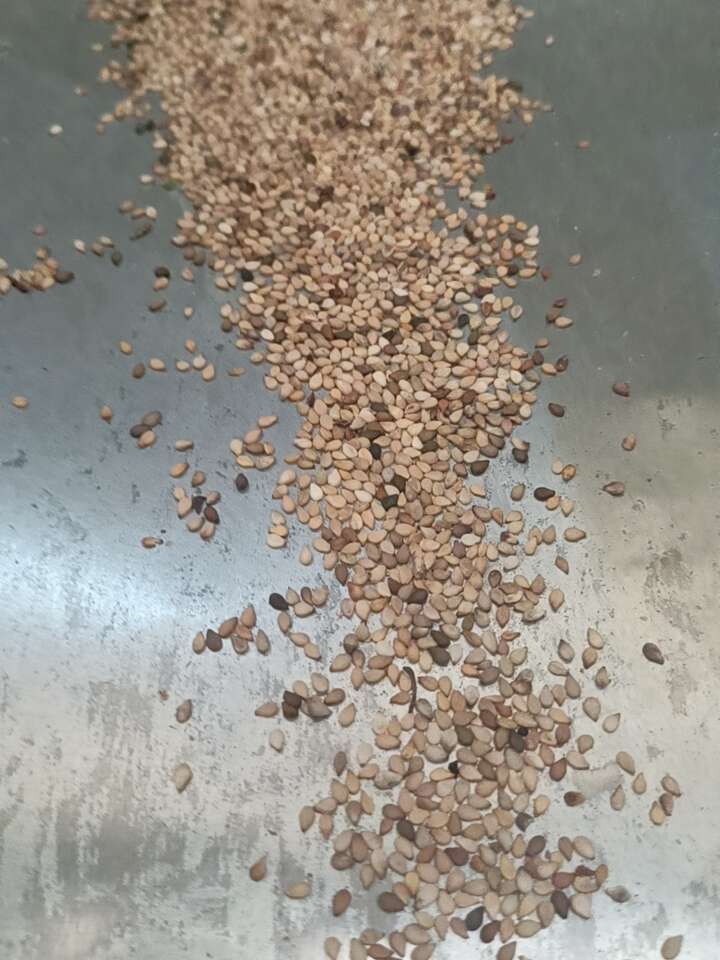 芝麻异色芝麻本地混合芝麻榨油专用款降低成本利器畅销款