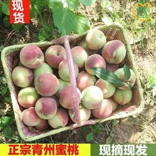 东营青州蜜桃可批发可一件代发