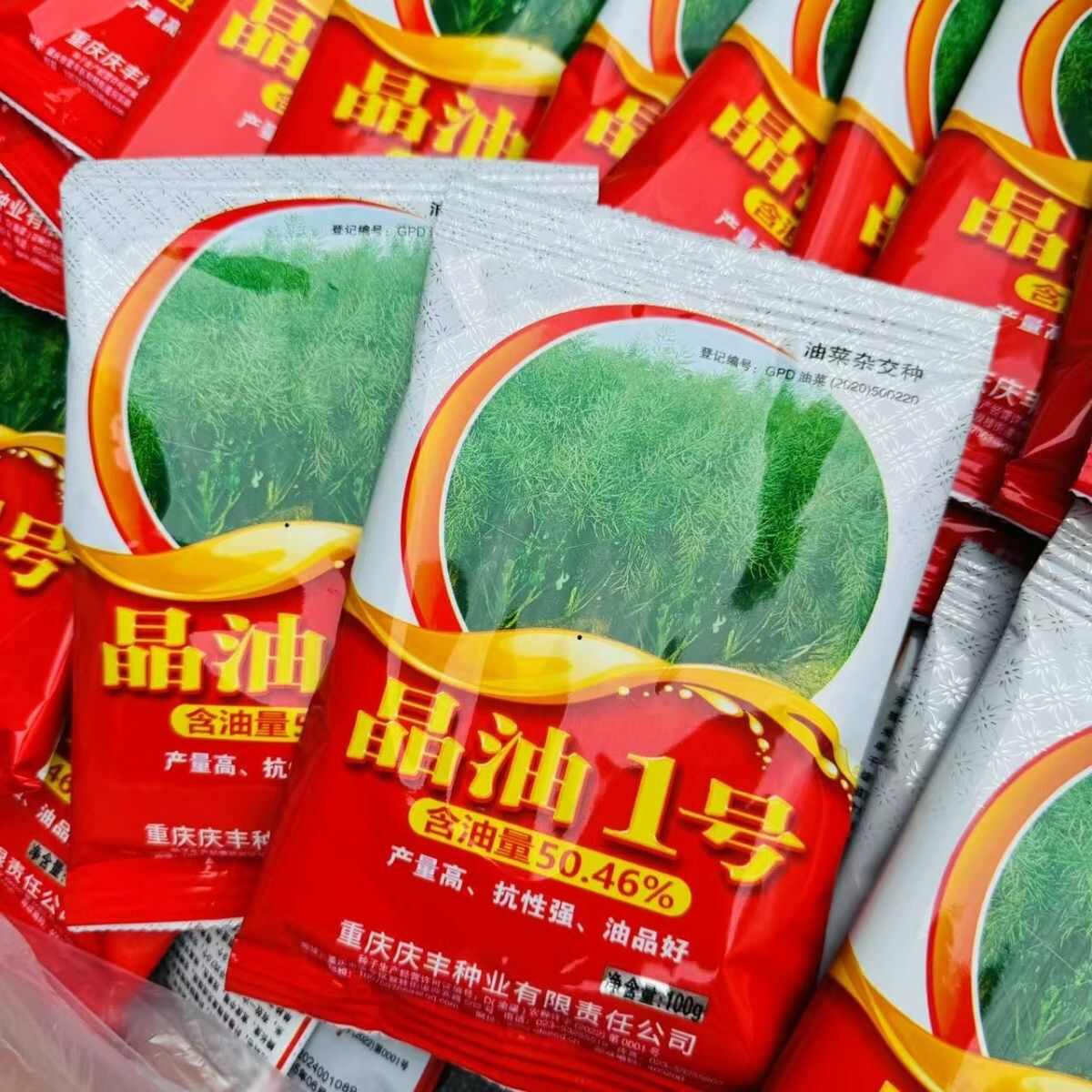 晶油1号油菜种子 半冬性两系杂交油菜籽种子 全生育期221天