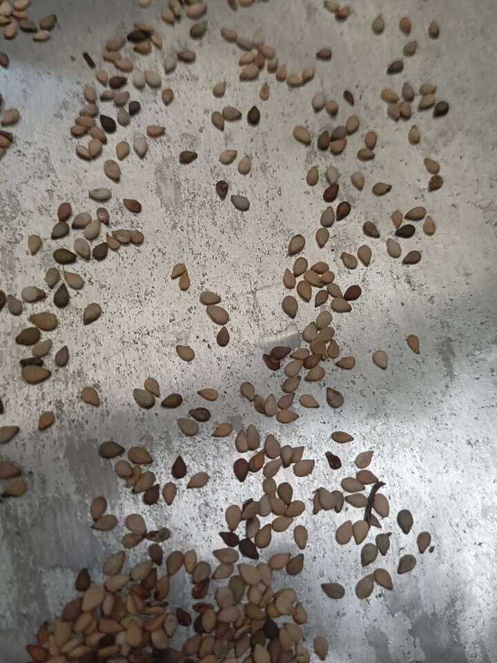 芝麻异色芝麻本地混合芝麻榨油专用款降低成本利器畅销款