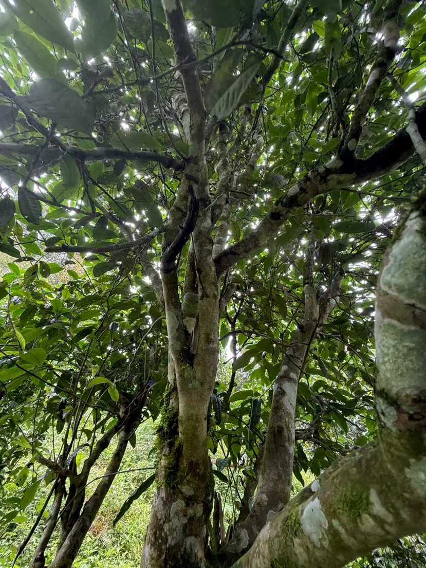 普洱茶（源头料、25春，）