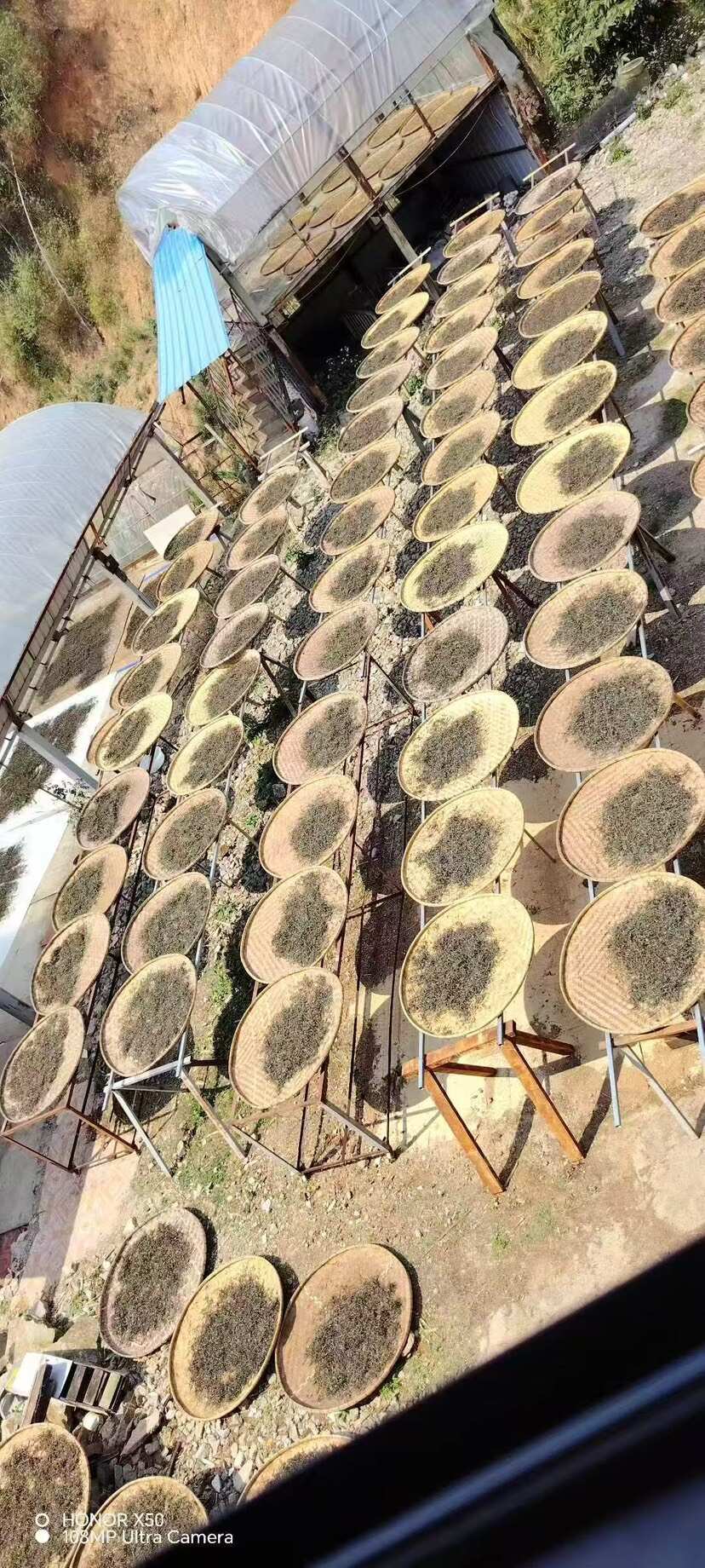 普洱茶（源头料、25春，）