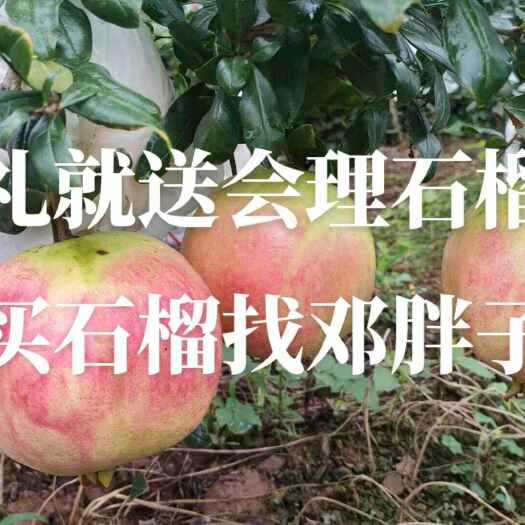 会东县邓胖子家突尼斯软籽石榴接单中