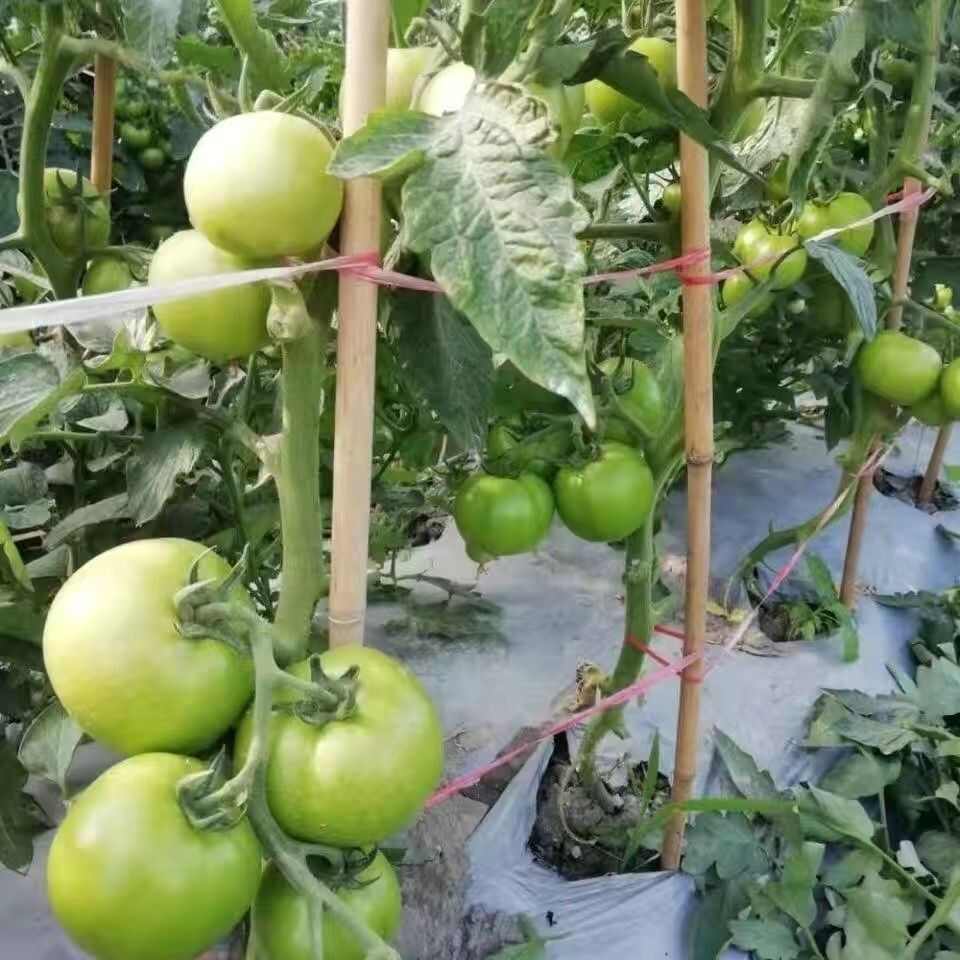 新金丰一号番茄种子长合番茄种子丰产抗病无裂果果肉厚甜