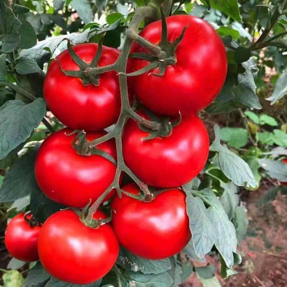 新金丰一号番茄种子长合番茄种子丰产抗病无裂果果肉厚甜