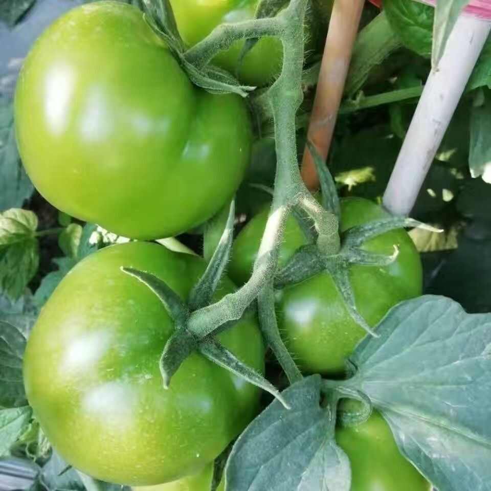 新金丰一号番茄种子长合番茄种子丰产抗病无裂果果肉厚甜