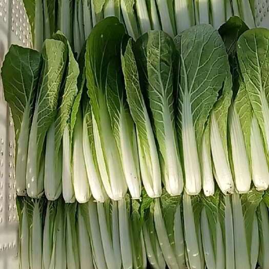 成都小白菜，上海青常年大量有貨，價格隨行就市