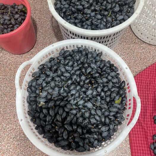 普宁市广东普宁新鲜橄榄黑橄榄土榄水果热带水果批发