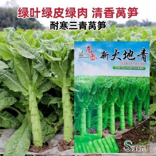 沭阳县三青莴笋种子新大地青香莴笋种子耐寒椭圆叶绿叶绿皮绿肉莴苣种子