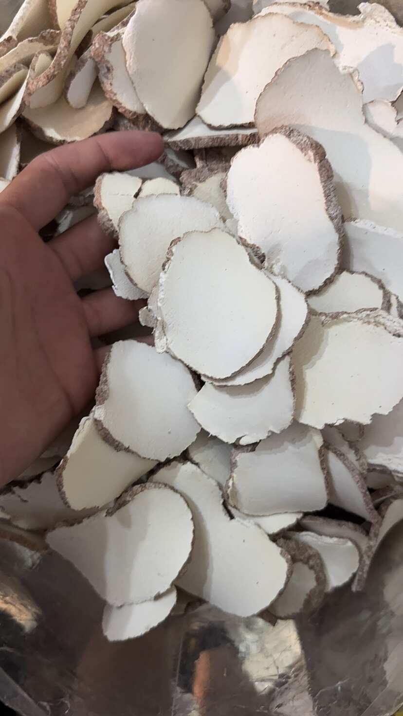 广州虎乳菌  虎乳菌干货切片 中片 大量批发 多买多优惠