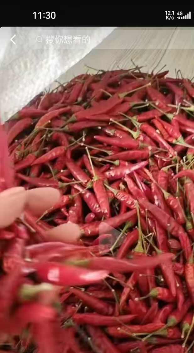 山西省运城市闻喜县高辣901干货湿货大量有货