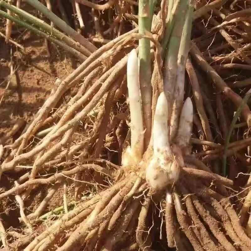 芦笋原产地优质芦笋种苗根系发达成活率高不活包赔极速发货