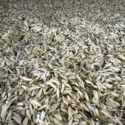 灵山县顺丰包邮 新鲜摘白玉兰花黄桷兰花新鲜朵花香车内客厅卧室