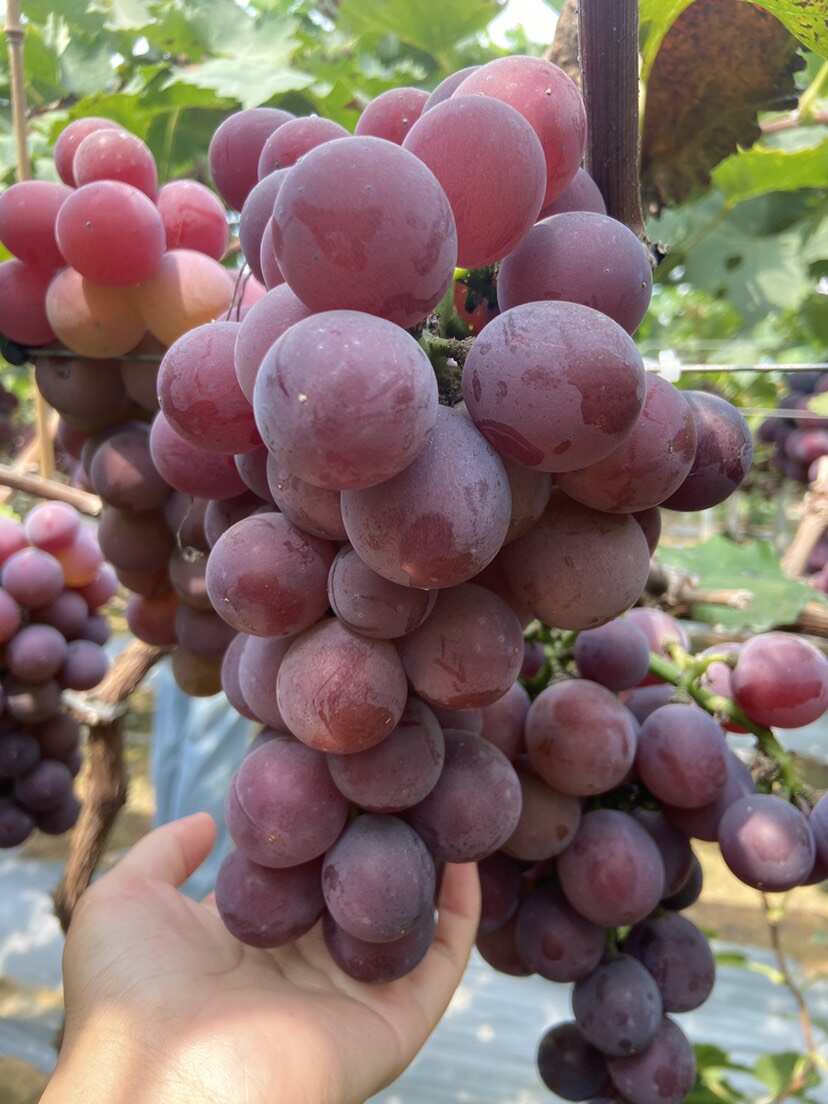 甬优一号葡萄，精品一级果