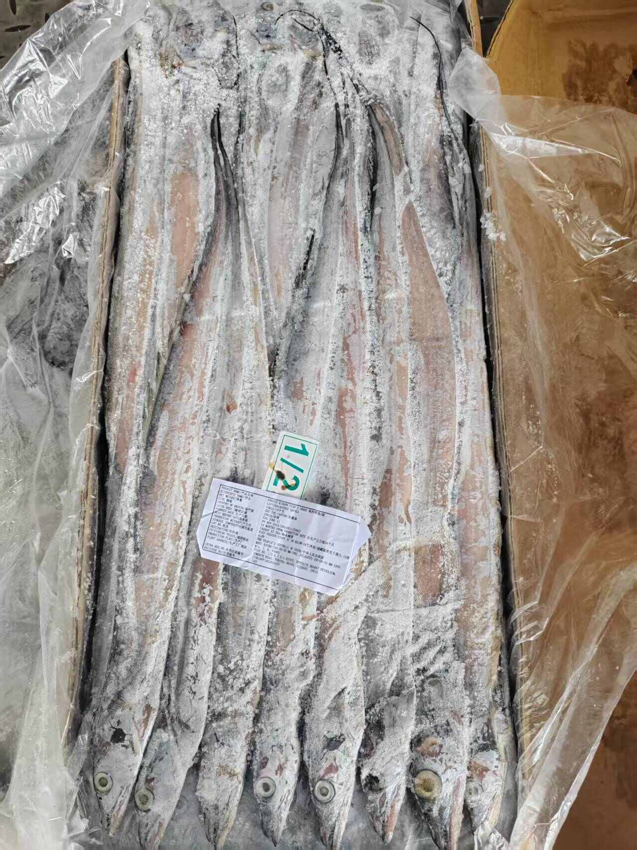带鱼C带