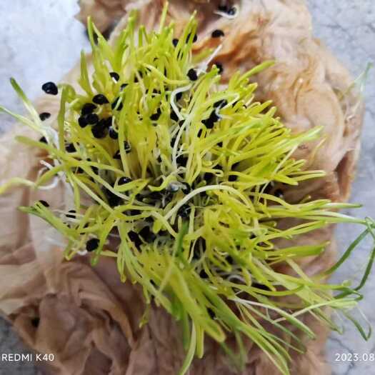 丰县洋葱苗电商洋葱苗，基地种植洋葱苗，中日照洋葱苗，洋葱种子种苗