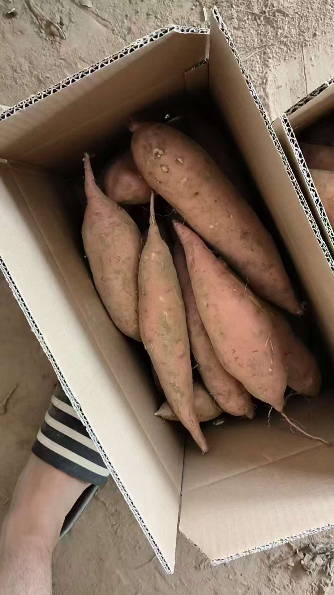 红薯烟薯电商一件代发 基地直供 量大优惠24小时揽收发货