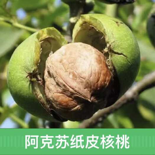 新和县2025新品 新疆阿克苏185新鲜青皮核桃