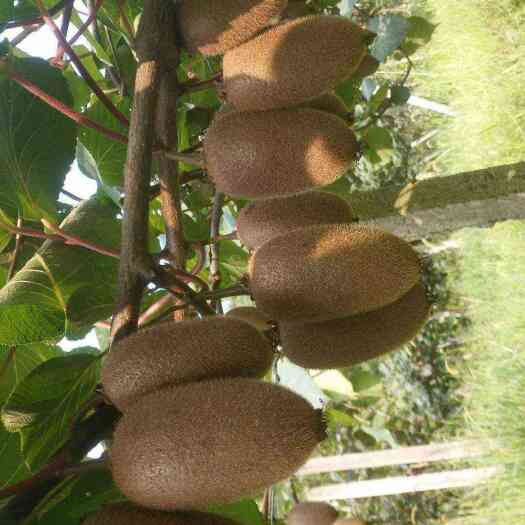 周至县翠香猕猴桃