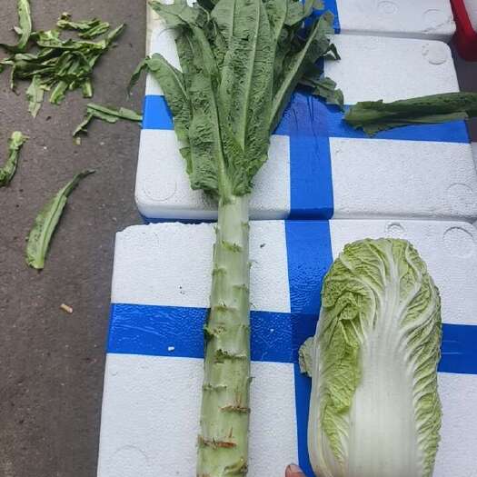 无锡精品莴苣