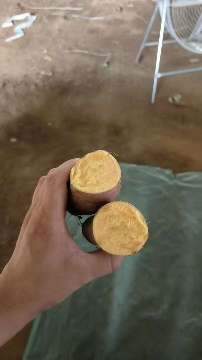 红薯烟薯电商一件代发 基地直供 量大优惠24小时揽收发货