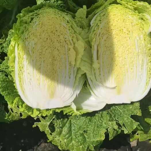 农安县白菜黄心白菜