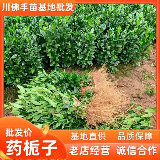 宜宾药栀子苗，黄栀子苗，福建栀子苗，水栀子苗批发成活高包邮