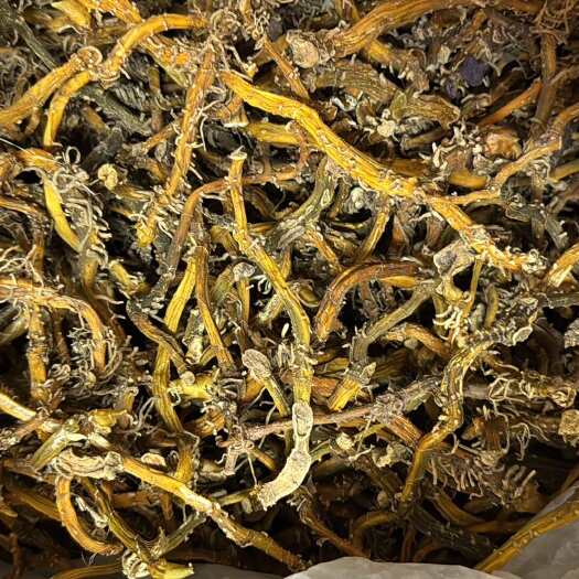 广州玉竹 四川玉竹 大量批发有货