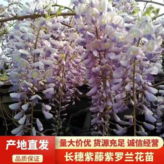平邑县紫藤树苗爬藤植物老桩阳台盆栽长穗多花紫藤萝花苗庭院门前风景树