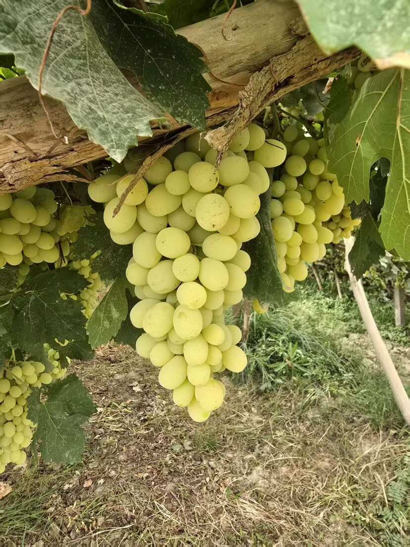 新疆木纳格葡萄人工采摘，甄选好果，产地直发，支持现场看货