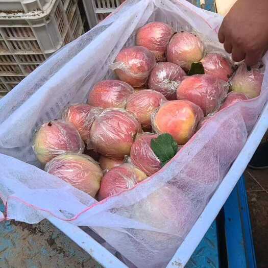 安平县河北衡水安平红星苹果 新鲜水果核果仁果类优选