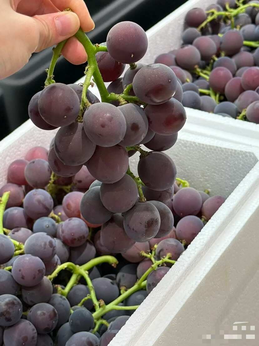 贵州自己种的巨峰葡萄，可以现场勘察